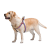 Collar WauDog Nylon_4