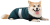 Pet Fashion Den комбінезон для собак, з світлодіодом_1