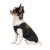 Pet Fashion FBI_2