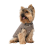 Pet Fashion Hardy_1