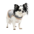 Pet Fashion Rob_1