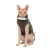 Pet Fashion Tom_1