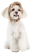 Pet Fashion Valley шапка для собак, бежевая_1