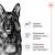 Royal Canin Maxi сухий корм для собак великих порід_2