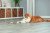 Trixie 45617 вудочка для котів, з зіркою та котячою м'ятою_2